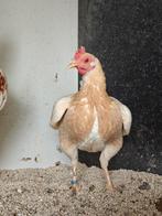 Oud - Engelse krielen, Dieren en Toebehoren, Pluimvee