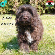 Cockapoo - jolis chiots chocolat à vendre, Animaux & Accessoires, Chiens | Chihuahuas & Chiens de compagnie, Chien (mâle), Autres races