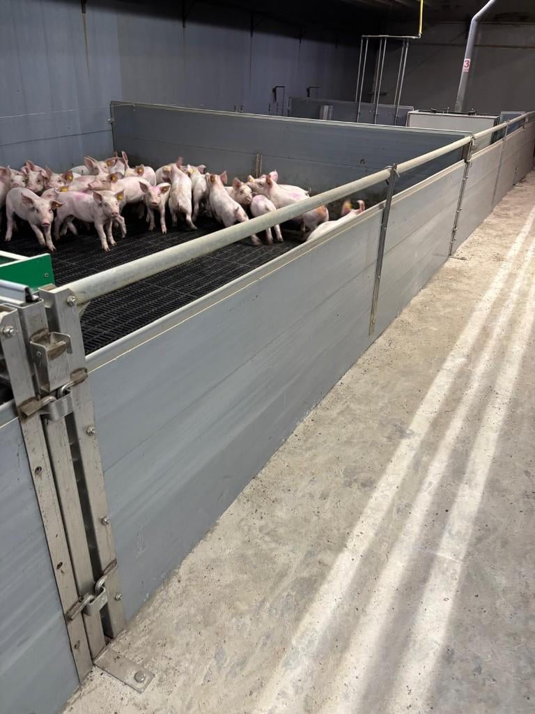 Hokinrichting voor biggen [242], Dieren en Toebehoren, Stalling en Weidegang