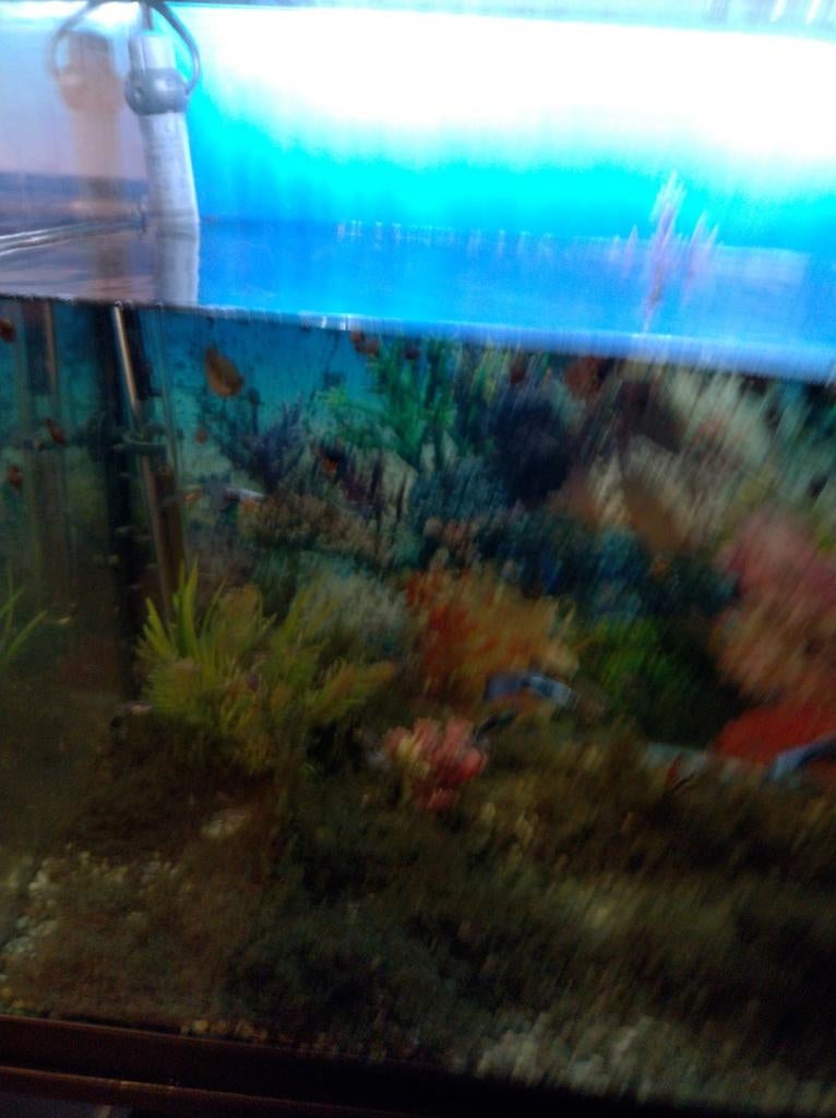 Guppy, Dieren en Toebehoren, Vissen | Aquariumvissen