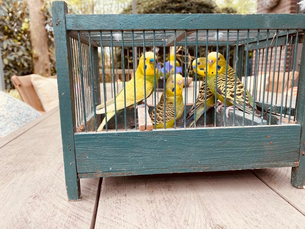 Grasparkieten, Dieren en Toebehoren, Ophalen, Zo goed als nieuw