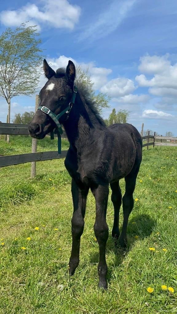 Prachtig sociaal veulen van pegase x vavite, Étalon, 0 à 2 ans, Avec pedigree, Non dressé