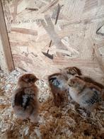 Bramha goud kuikens, Dieren en Toebehoren