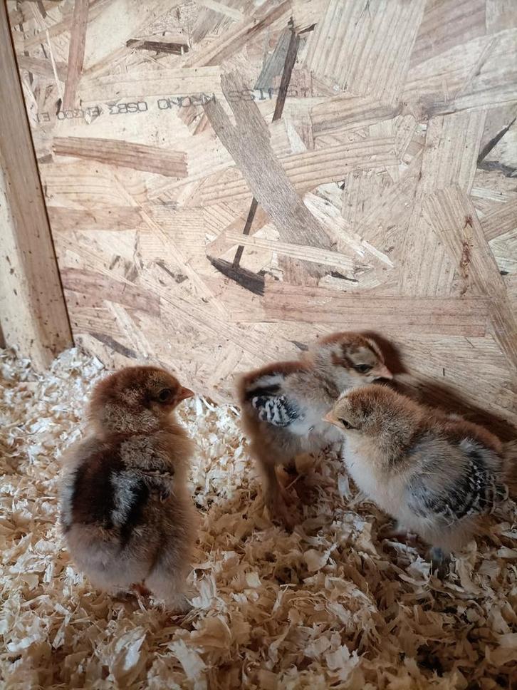 Bramha goud kuikens, Dieren en Toebehoren, Pluimvee