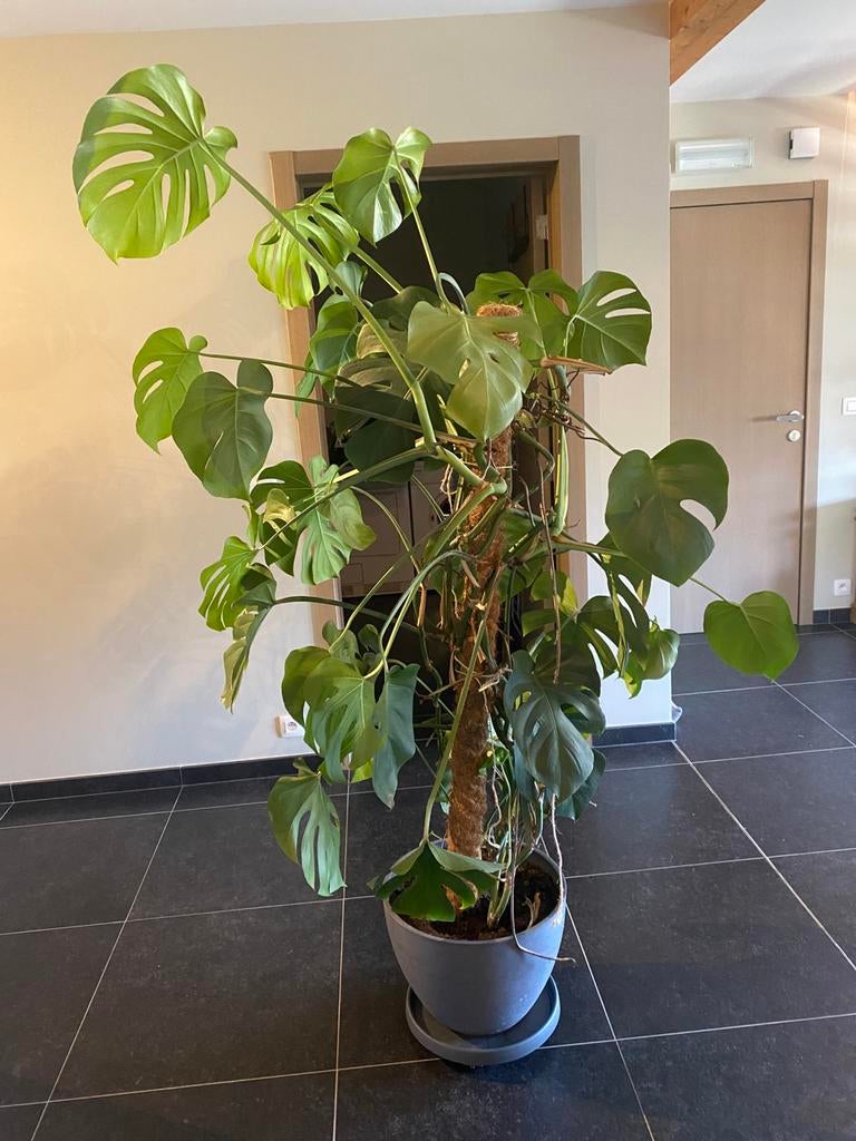 Grande plante Monstera avec pot, Maison & Meubles, Enlèvement