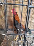 Coq Shamo, Mâle, Poule ou poulet