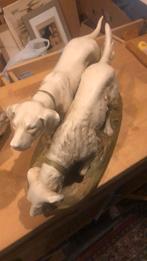 Royal duck, Enlèvement, Utilisé, Animal