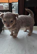 Chihuahua puppy te koop, reutje, Lilac choco -tan vachtkleur, Dieren en Toebehoren, België, Fokker | Hobbymatig, Meerdere, Meerdere dieren