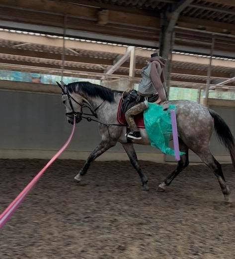 Zadelmak maken / klassiek dressuurmatig doorrijden, Dieren en Toebehoren, Paarden en Pony's | Overige Paardenspullen, Dressuur