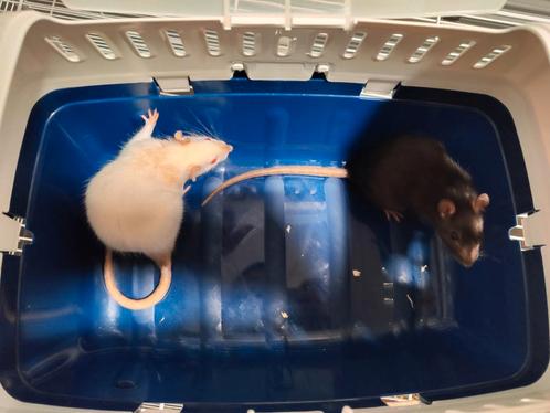 Ratten met kooi, Dieren en Toebehoren, Knaagdieren, Vrouwelijk, Rat