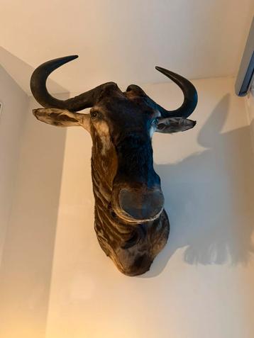 Opgezet hoofdstuk blauwe Gnoe beschikbaar voor biedingen