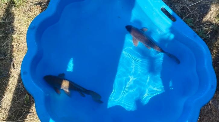 Koï et comète noir plus autres, Dieren en Toebehoren, Vissen | Vijvervissen