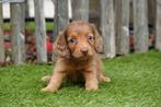Langhaar dwerg teckel pups met stamboom, Dieren en Toebehoren, België, CDV (hondenziekte), 8 tot 15 weken, Dwerg