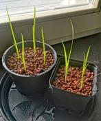 Iris jaune (Iris Pseudacorus) Plante des marais (4 pièces), Enlèvement, Neuf