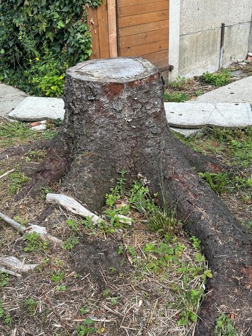 Bomen, Tuin en Terras, Brandhout, Stammen, Overige houtsoorten, Minder dan 3 m³, Ophalen