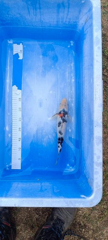 Koi nakweek te koop 18cm-30cm van echte Japanse koi's beschikbaar voor biedingen