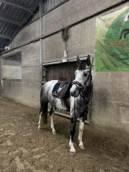 Veelzijdigheidszadel Club te koop, Dieren en Toebehoren, Paarden en Pony's | Zadels, Zo goed als nieuw, Springen, Ophalen