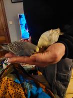 2 handtamme grasparkieten, Dieren en Toebehoren