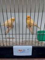 Kanaries, Dieren en Toebehoren