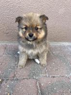 keeshondje, Dieren en Toebehoren, Honden | Poolhonden, Keeshonden en Oertypen, België, Particulier, Keeshond, 8 tot 15 weken