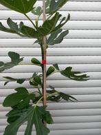 VIJGENBOOMPJES PRECOCE DE DALMATIË, +/- 1,5 meter, 18€/stuk, Tuin en Terras, Ophalen of Verzenden, Vaste plant, Fruitplanten, Volle zon