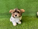 Chiots Yorkshire Terrier Biewer