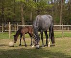 Merrie veulen van Kantje's Ronaldo, Springpaard, Merrie, 0 tot 2 jaar, Gechipt