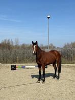 Wyske van de Royenhoeve, 3-jarige merrie, Dieren en Toebehoren, Merrie, Springpaard, Minder dan 160 cm, Gechipt