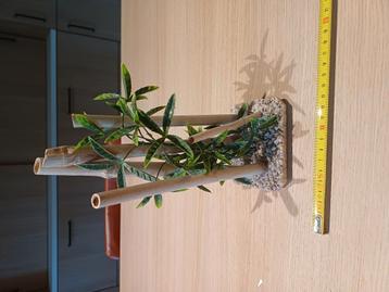 Bamboe aquariumdecoratie  beschikbaar voor biedingen