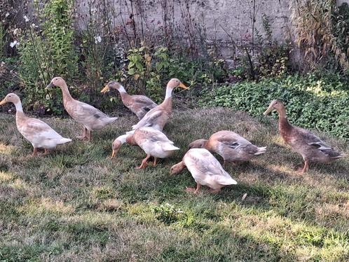 Loopeenden geboortejaar 2025, Dieren en Toebehoren, Pluimvee, Eend, Mannelijk