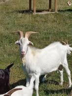 melkgeiten bok, Dieren en Toebehoren, Schapen, Geiten en Varkens, Mannelijk, Geit, 0 tot 2 jaar