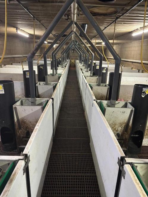Biggen hokken 2015 [377], Dieren en Toebehoren, Schapen, Geiten en Varkens