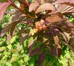 Viorne rose, Viburnum, Ophalen, Overige soorten, Struik, 100 tot 250 cm