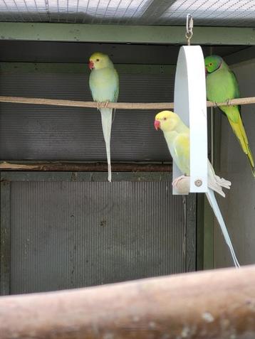 Jong koppel halsband parkieten