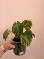 Anthurium silver blush, Huis en Inrichting, Kamerplanten, Ophalen of Verzenden