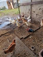 Jonge hanen, Dieren en Toebehoren, Pluimvee