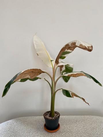 Zeer grote bananenplant Variegata beschikbaar voor biedingen