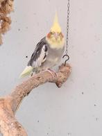 Duitse Valkparkiet pop, Femelle, Perruche