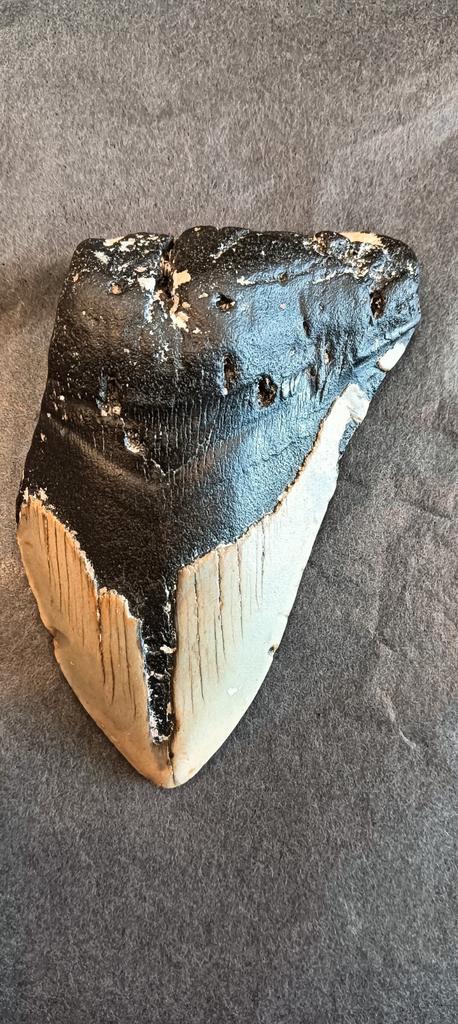 Megalodon tand, Antiek en Kunst, Curiosa en Brocante, Ophalen
