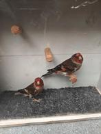 Kanarie-hybride= Distelvink x Kanarie, Dieren en Toebehoren, Vogels | Kanaries, Mannelijk, Bastaard