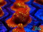 "Burning banana stylocoeniella" koraal zeeaquarium zoutwater, Dieren en Toebehoren