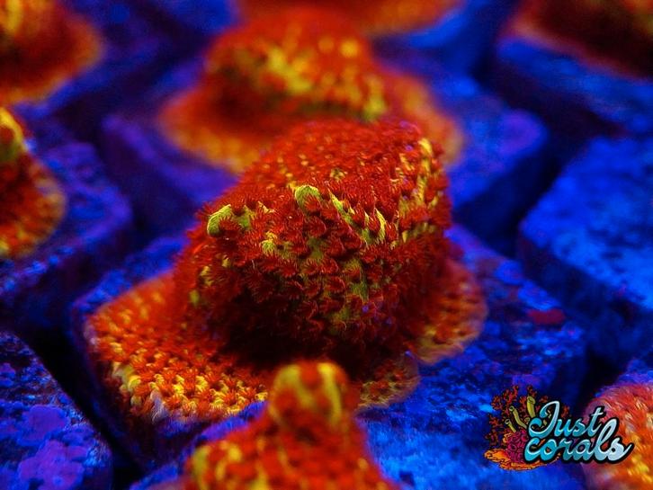"Burning banana stylocoeniella" koraal zeeaquarium zoutwater, Dieren en Toebehoren, Vissen | Aquariumvissen