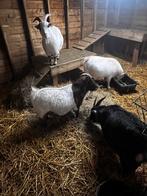 Vier gecastreerde bokjes