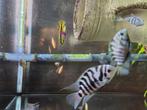 Convict zebra cichliden, Dieren en Toebehoren