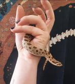 Haakneus man conda wildkleur met terrarium, Dieren en Toebehoren, Reptielen en Amfibieën, Slang, Met terrarium, 3 tot 6 jaar