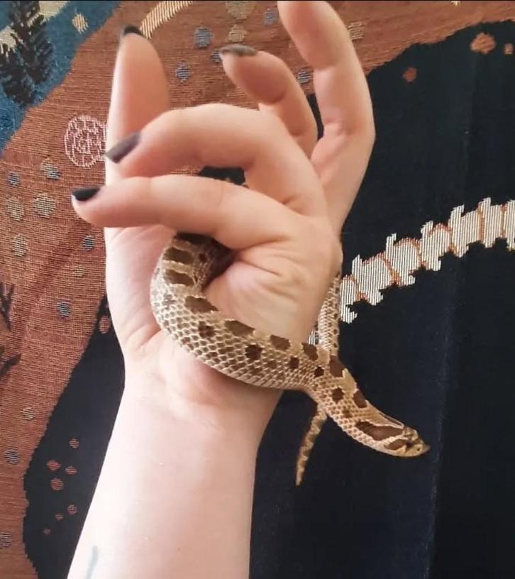 Haakneus man conda wildkleur met terrarium, Dieren en Toebehoren, Reptielen en Amfibieën, Slang, 3 tot 6 jaar, Met terrarium