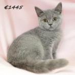 Prachtige British Shorthair kittens te koop, Meerdere dieren, Gechipt, 0 tot 2 jaar