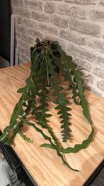 Leuke zigzag cactus, Huis en Inrichting, Kamerplanten, Ophalen, Cactus