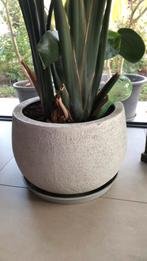 strelitzia Nicolai, Ophalen, 200 cm of meer, Overige soorten, In pot