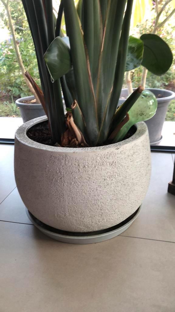 strelitzia Nicolai, Huis en Inrichting, Kamerplanten, Overige soorten, 200 cm of meer, Groene kamerplant, In pot, Ophalen